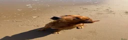 Labrador Retriever dogs for sale: Darkest mahogany fox red labrador puppies for sale - Advert 10