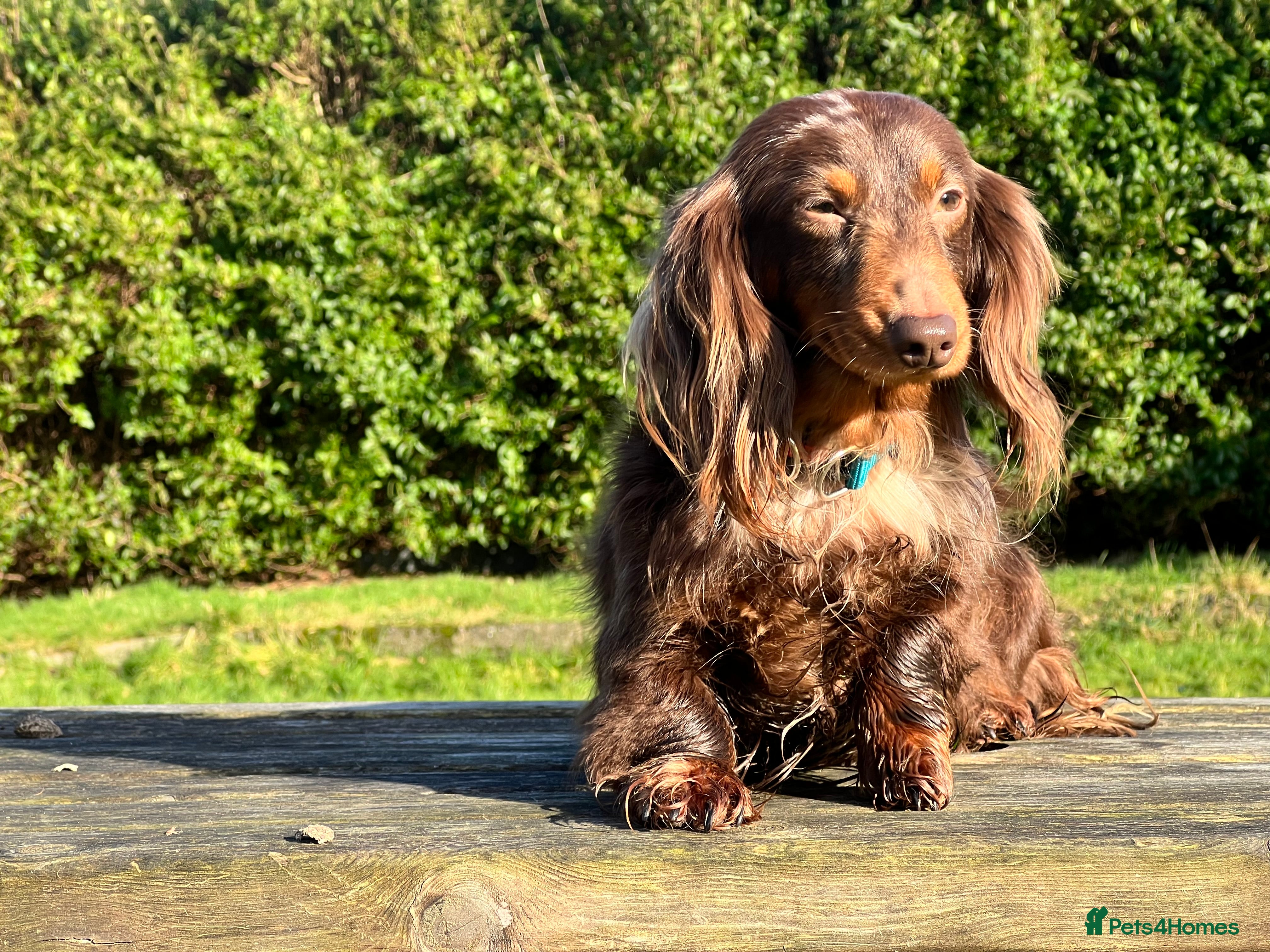 Miniature Dachshund dogs Long & Short Haired Studs – Mobile Available in Oldham - Advert 2