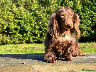 Miniature Dachshund dogs Long & Short Haired Studs – Mobile Available in Oldham - Advert 14