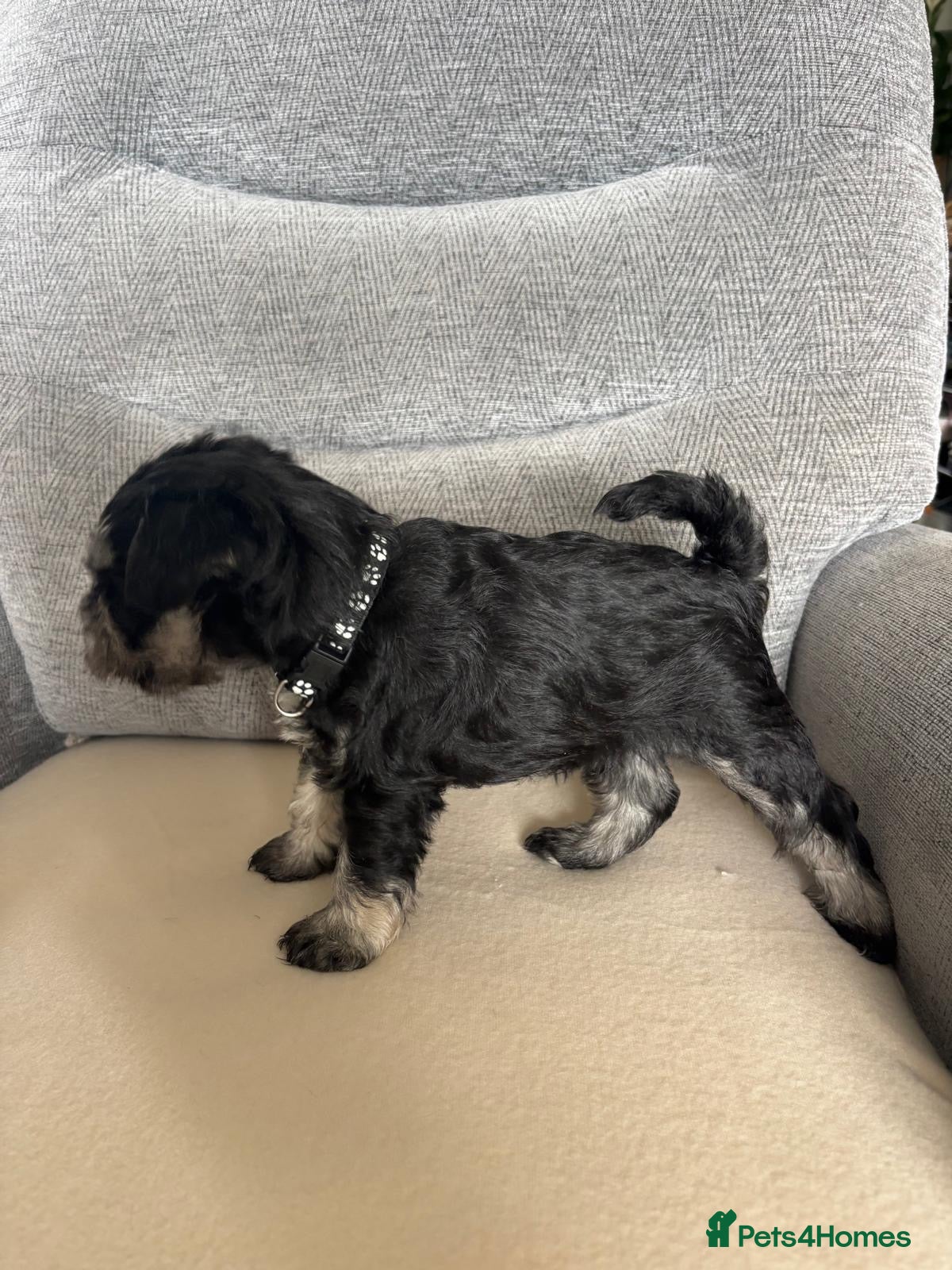 Miniature Schnauzer dogs for sale: Beautiful Miniature Schnauzers  - Advert 18