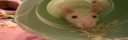 Rat rodents for sale: Female rats looking for a new home💗 in Spennymoor - Advert 4