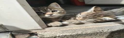 Mixed Breed cats for sale: Beautiful Half Bengal Kittens - Advert 6