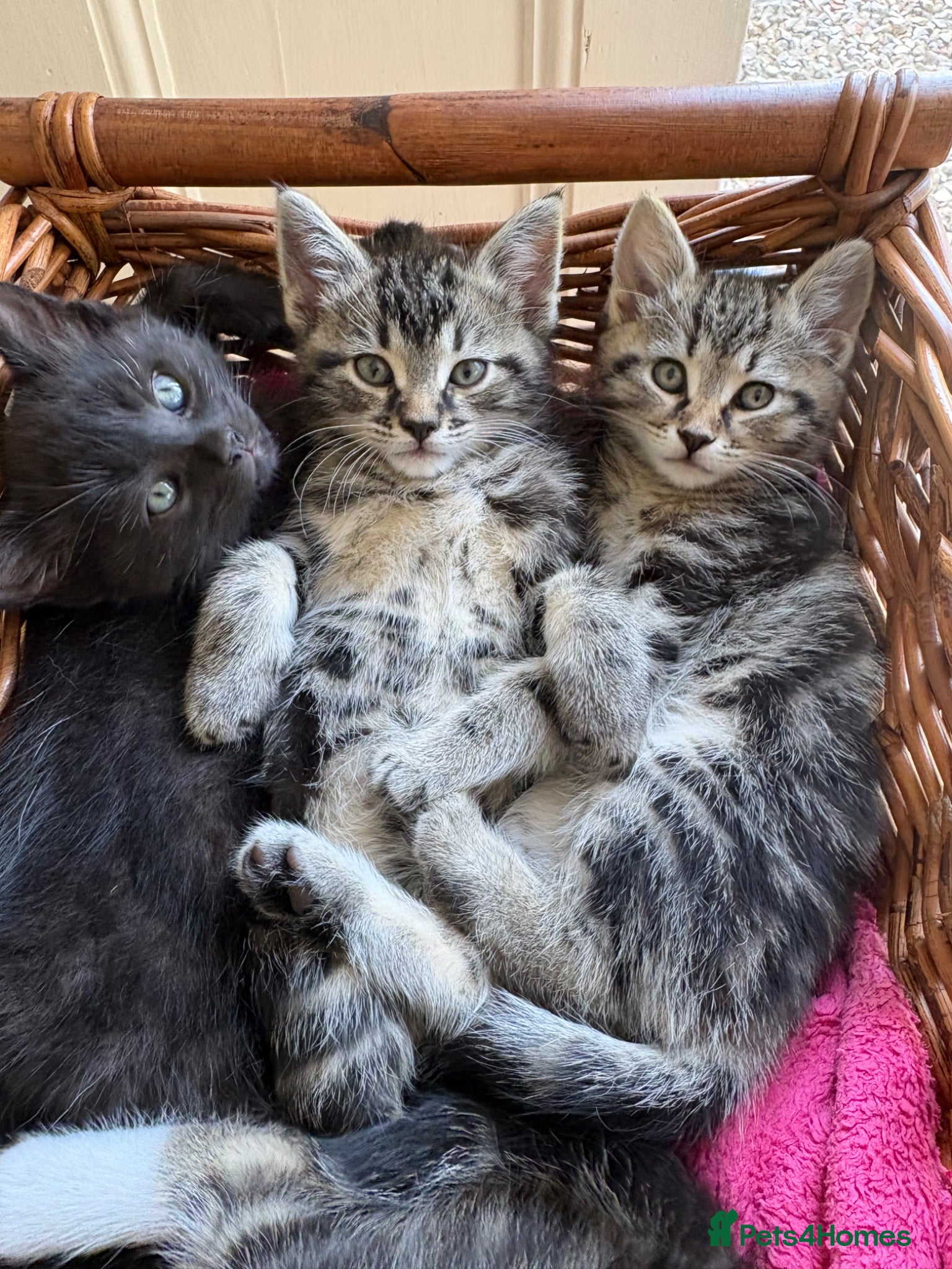 Maine Coon cats 1/2 Maine Coon Fluffy Tabby/Grey/Black Kitten - Advert 6