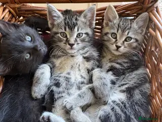 Maine Coon cats 1/2 Maine Coon Fluffy Tabby/Grey/Black Kitten - Advert 6