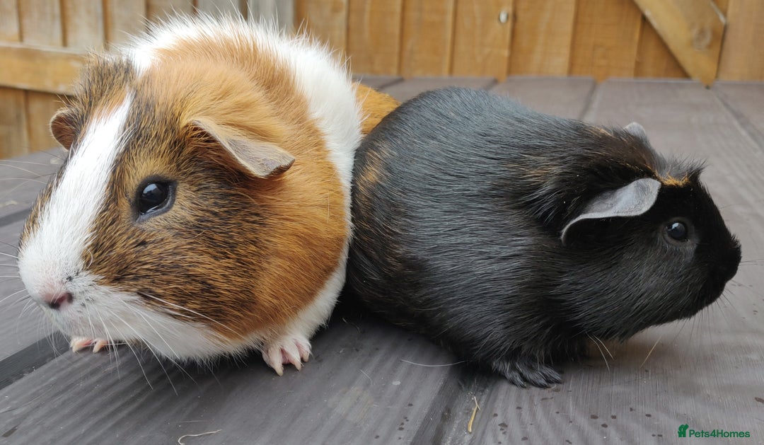 Guinea Pig rodents for sale: Happy, Healthy, Handsome & Confident Pet Boars - Image 14