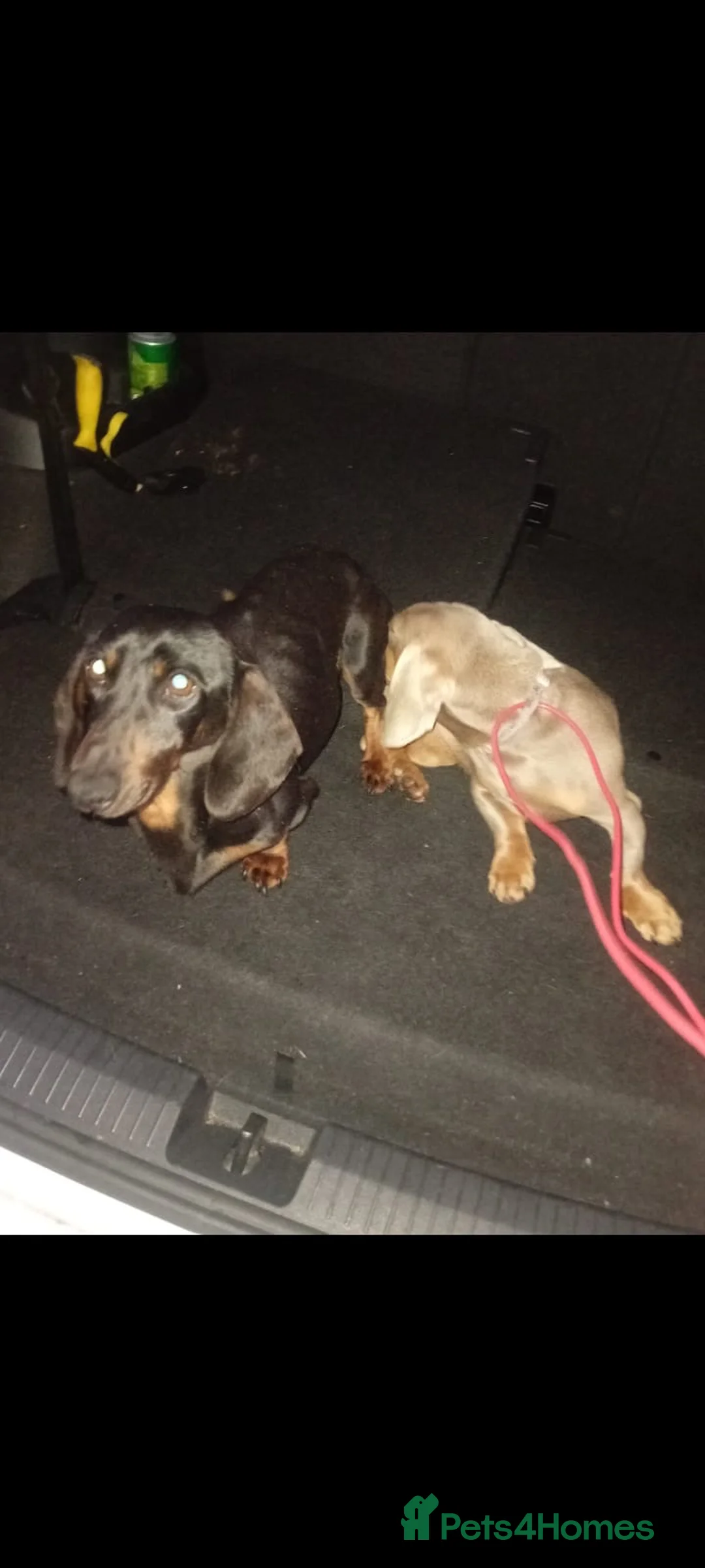 Dachshund dogs for sale: Dachshund puppies  - Advert 3