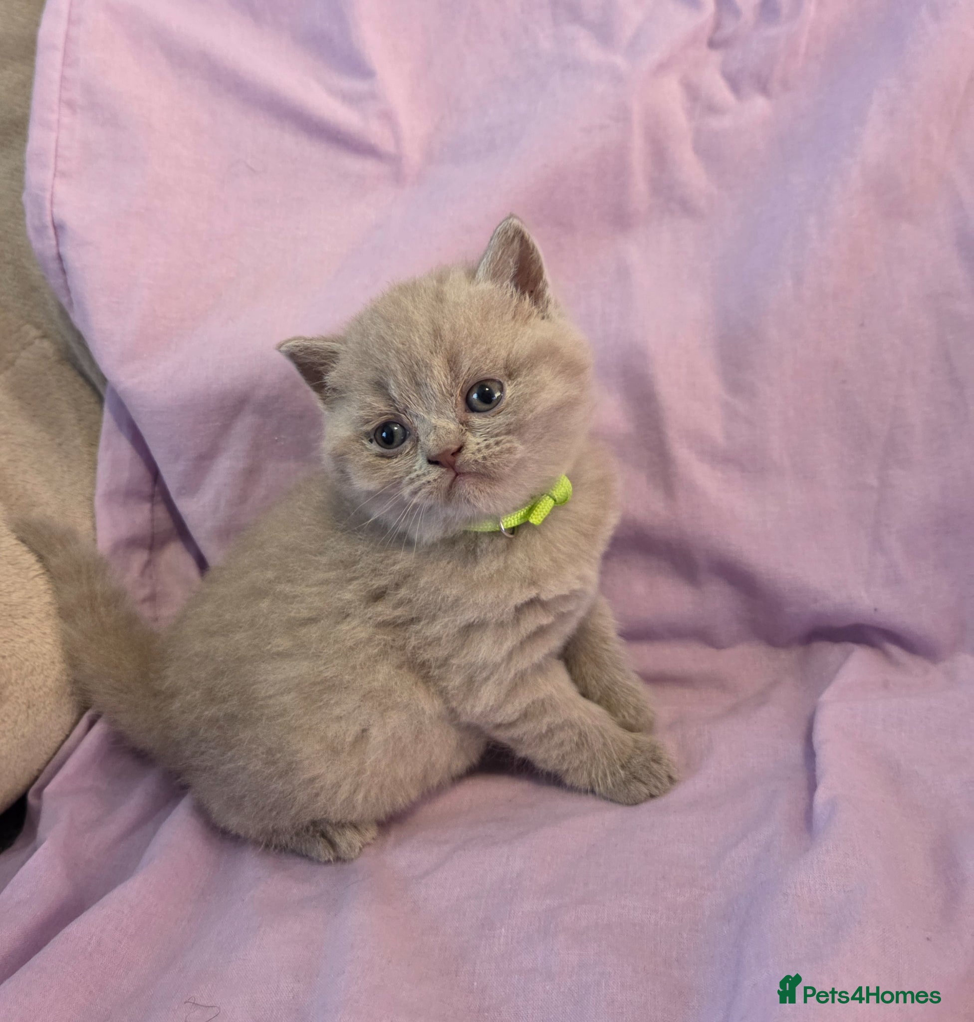 British Shorthair cats British shorthair kittens - Advert 6