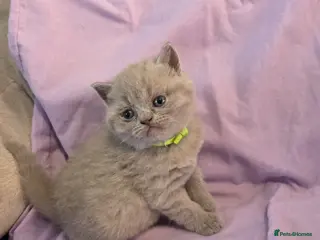 British Shorthair cats British shorthair kittens - Advert 6