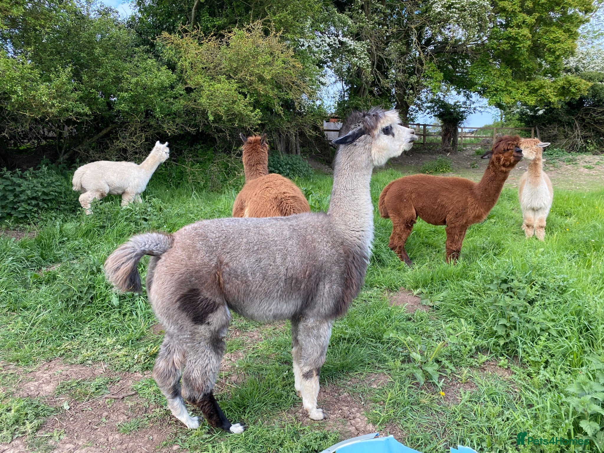 Alpaca livestock Alpaca herd   - Advert 1