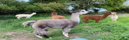 Alpaca livestock for sale: Alpaca herd   in Doncaster - Advert 1