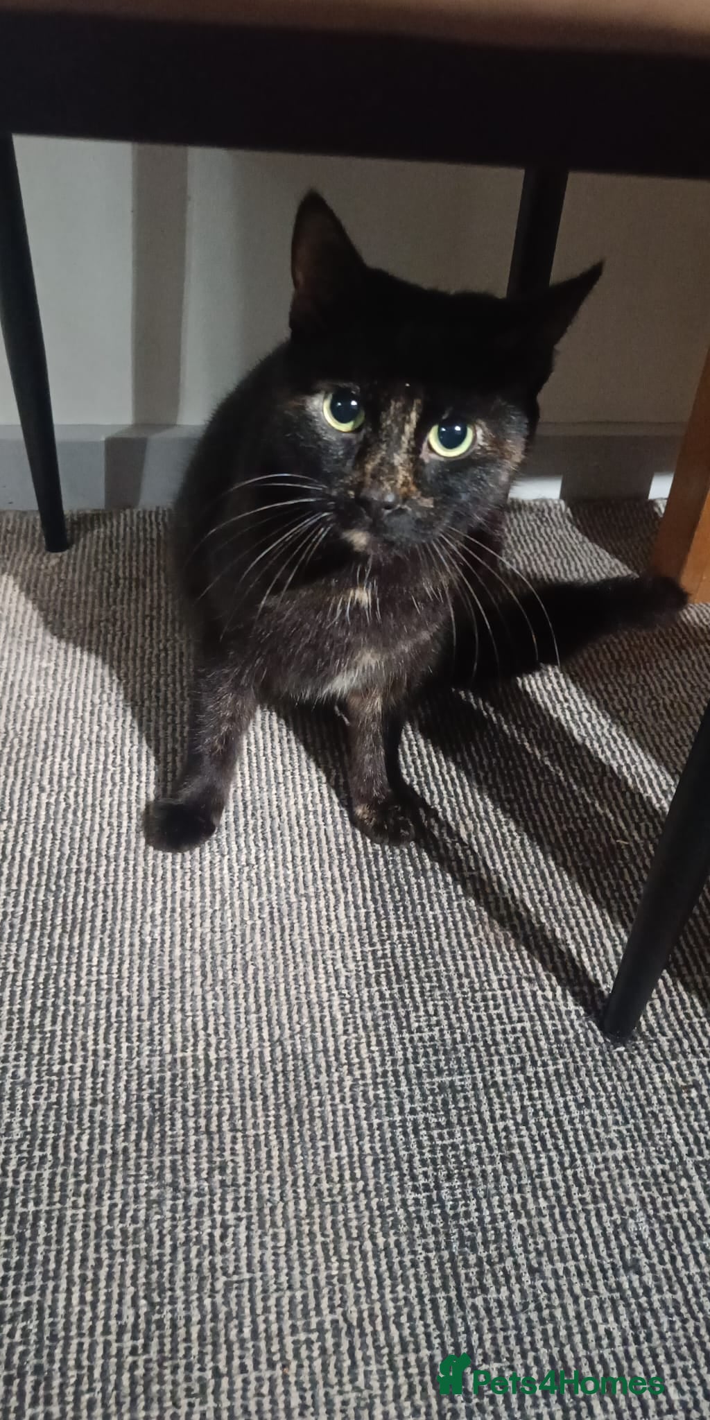 Mixed Breed cats Kitten - Advert 1