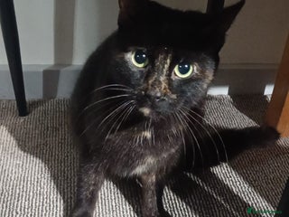 Mixed Breed cats Kitten - Advert 1