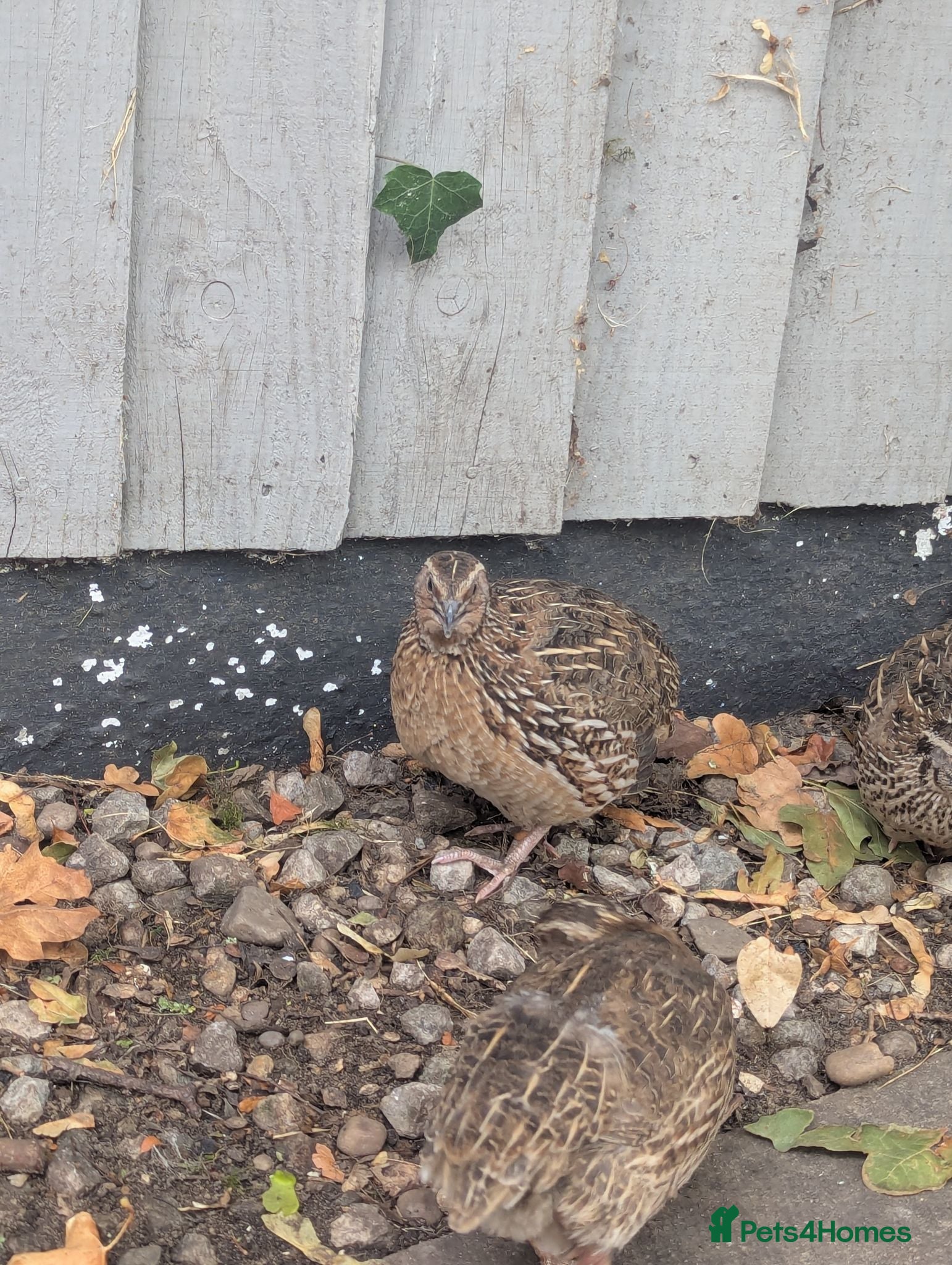 Quail poultry Quails free rehome  - Advert 5