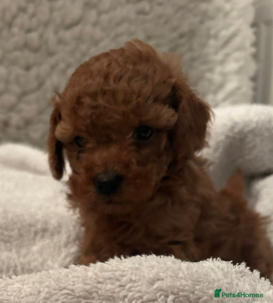 Toy Poodle dogs for sale: Stunning Fox Red Toy Poodles - Image 35
