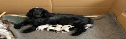 Cocker Spaniel dogs for sale: Cocker Spaniel (Show Type) Blue Roan KC reg  - Advert 1
