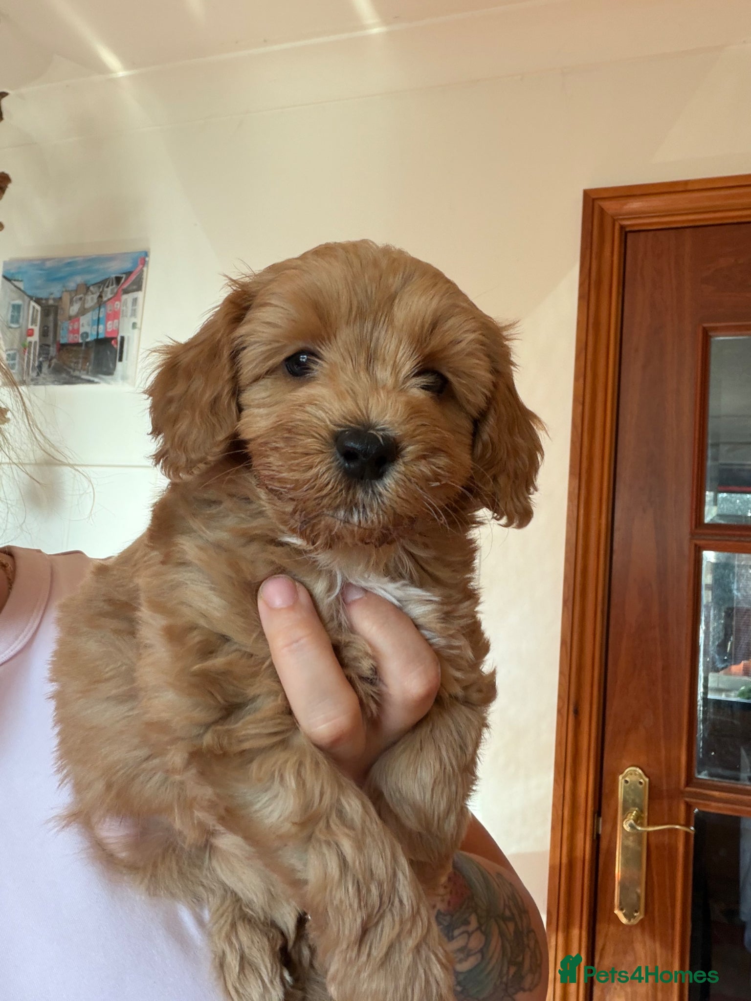 Cockapoo dogs Gorgeous cockapoo puppies, small / toy size - Advert 1
