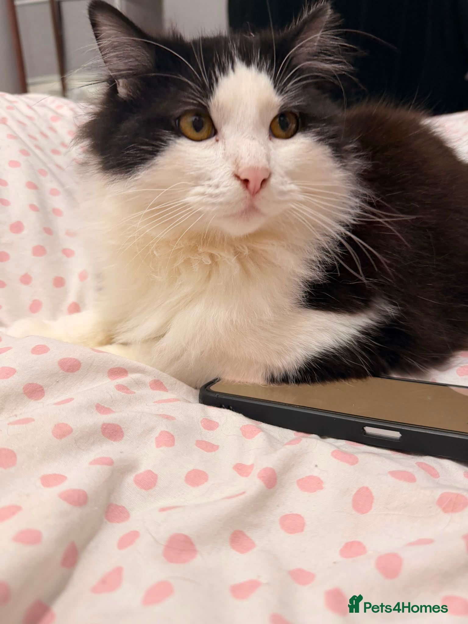 British Longhair cats Up for adoption  - Advert 1