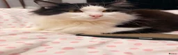 British Longhair cats for sale: Up for adoption  in London - Advert 1