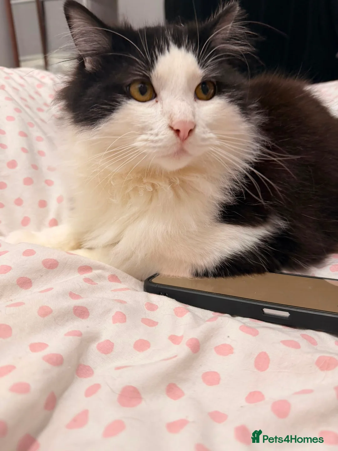 British Longhair cats for sale: Up for adoption  in London - Advert 1