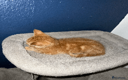Domestic Shorthair cats for sale: Loving Home-Raised Kittens for Sale - Read Discrip - Image 19