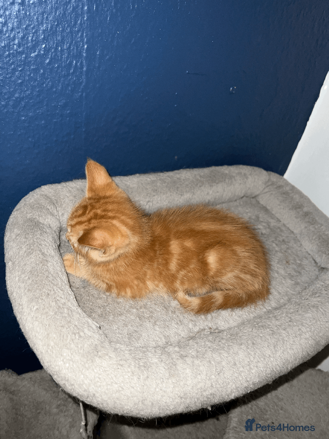 Domestic Shorthair cats for sale: Loving Home-Raised Kittens for Sale - Read Discrip - Image 19