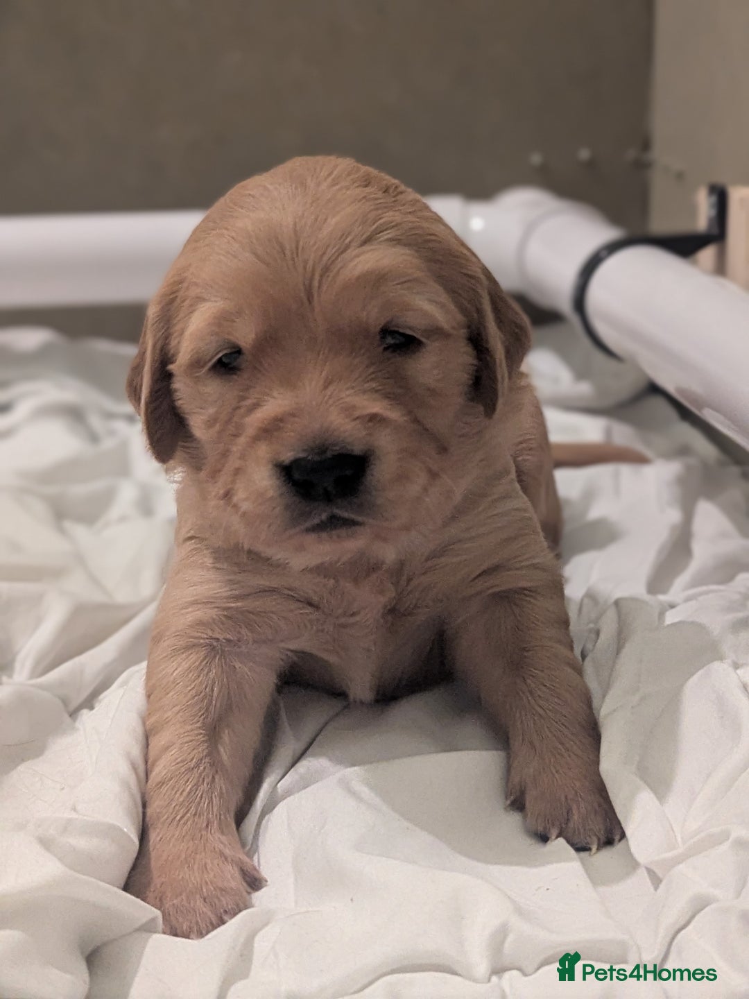 Golden Retriever dogs for sale: KC Registered Golden Retriever Puppies  - Advert 23