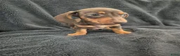 Miniature Dachshund dogs for sale: Miniature Dachshund READY NOW - Advert 33