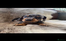 Miniature Dachshund dogs for stud: PROVEN-KC STUD minature smooth haired dachshund in Catterick Garrison - Image 14