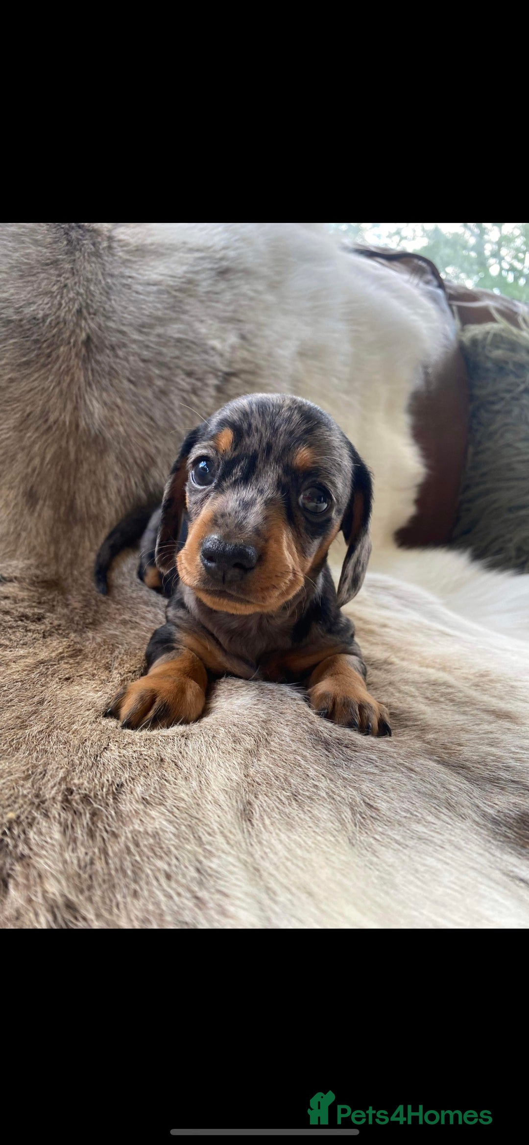 Miniature Dachshund dogs for stud: PROVEN-KC STUD minature smooth haired dachshund in Catterick Garrison - Image 14