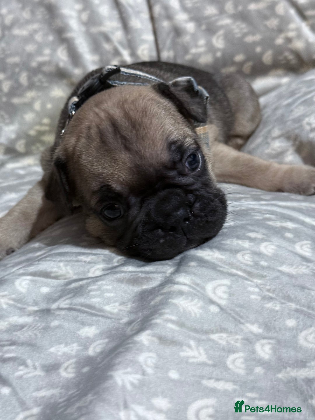 French Bulldog dogs for sale: French bulldog puppies for sale! - Advert 26