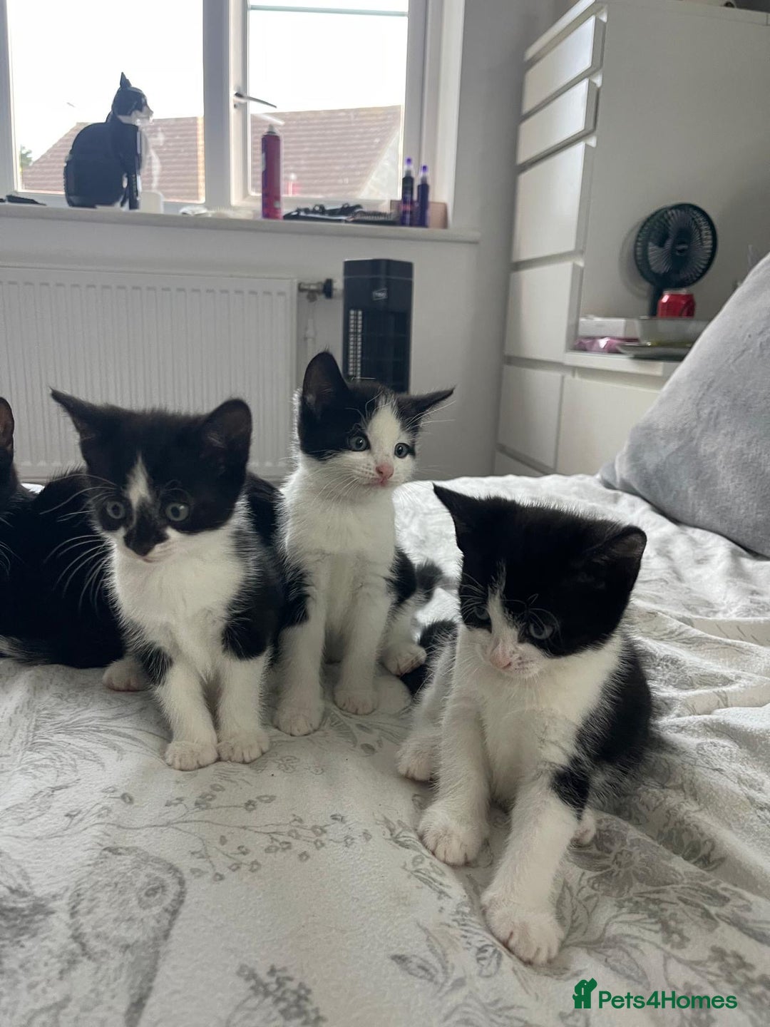 British Shorthair cats for sale: Tuxedo Kittens  - Image 1
