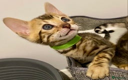 Bengal cats for sale: ⭐️ 1 LEFT!! - STUNNING TICA REG BENGAL CUBS ⭐️ - Image 28