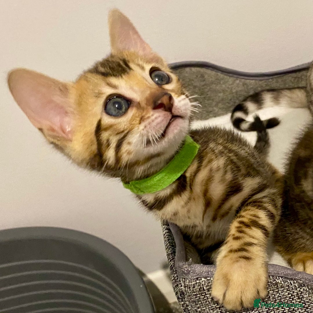 Bengal cats for sale: ⭐️ 1 LEFT!! - STUNNING TICA REG BENGAL CUBS ⭐️ - Image 28