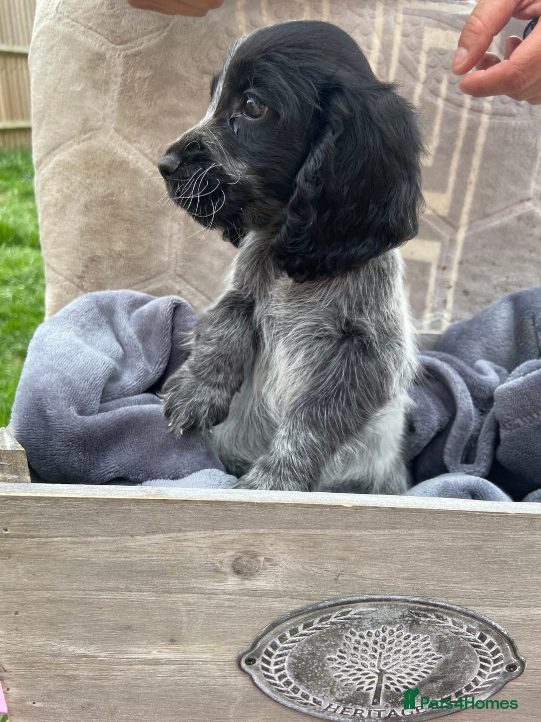 Cockapoo dogs for sale: Cockapoo puppies  - Image 4