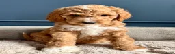 Mixed Breed dogs for sale: 🐾READY TO GO🐾 Exceptional Australian Doodles🐾 - Advert 23