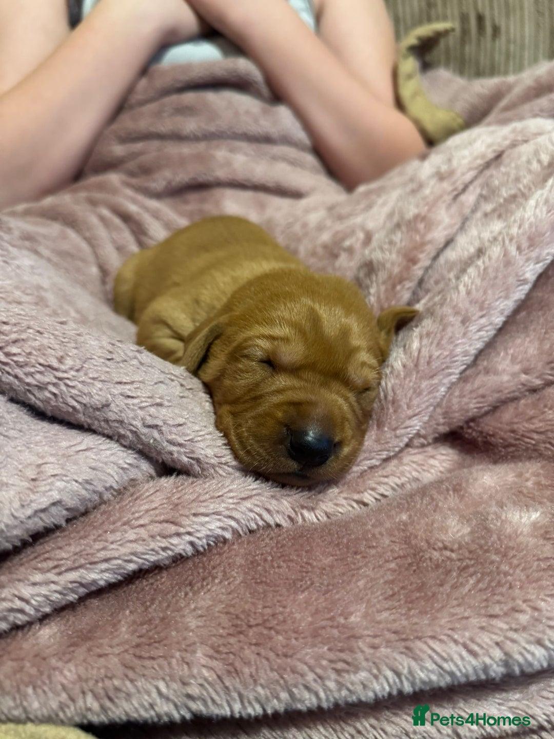 Labrador Retriever dogs for sale: Stunning 5* KC registered Fox Red Labradors - Advert 11