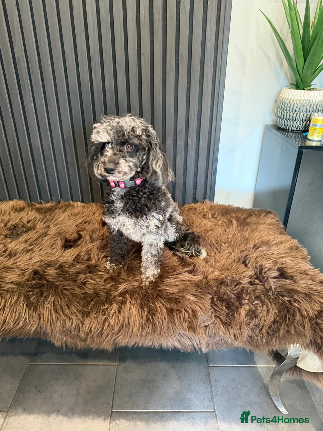 Toy Poodle dogs for sale: Merle toy poodle girl  - Advert 1