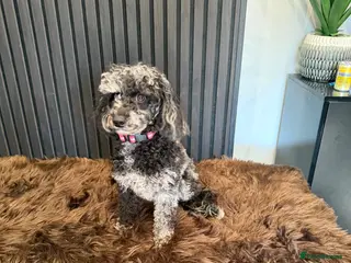 Toy Poodle dogs Merle toy poodle girl - Advert 2