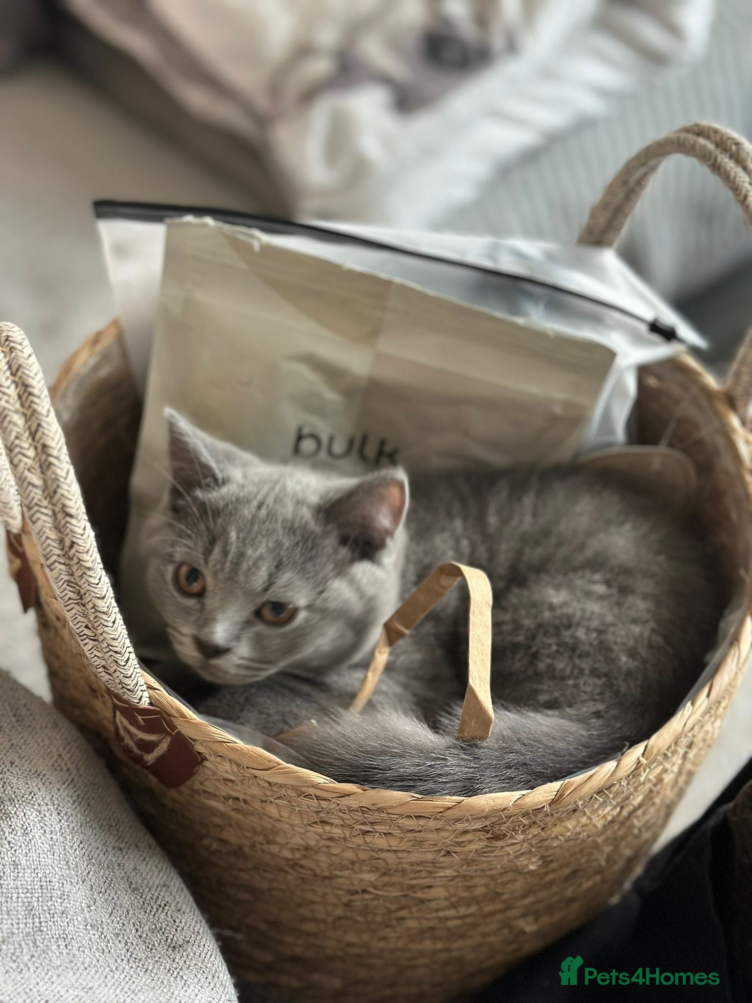 British Shorthair cats British Shorthair Blue kittens  - Advert 3