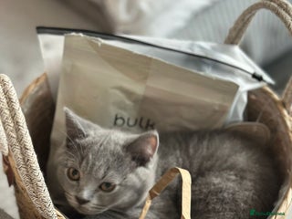 British Shorthair cats British Shorthair Blue kittens - Advert 1