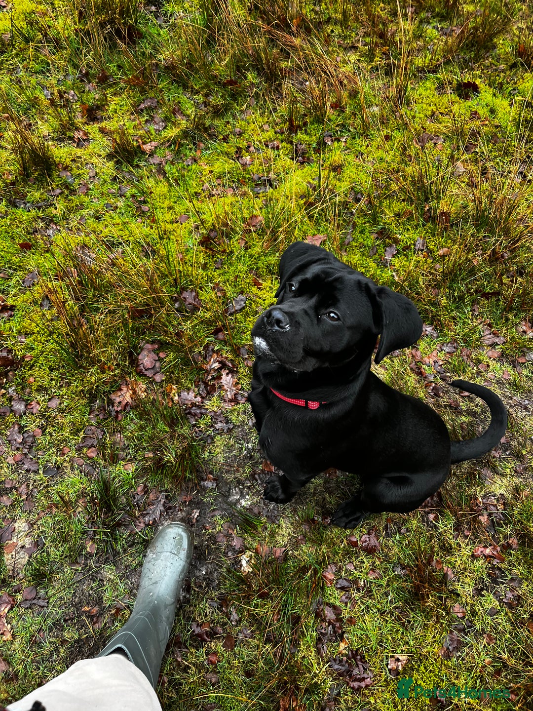Mixed Breed dogs for sale: 6 months old cane Corso for sale  - Advert 1