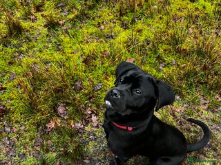 Mixed Breed dogs 6 months old cane Corso for sale - Advert 1