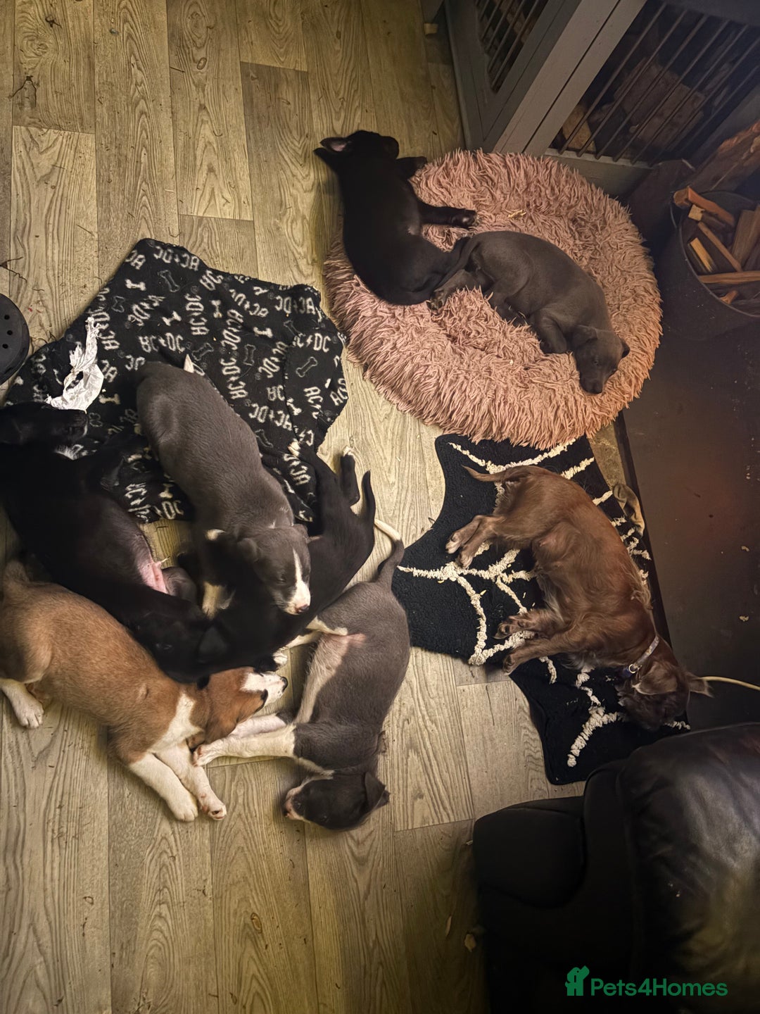 Mixed Breed dogs for sale: 6 whippet x lurcher - Advert 9