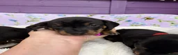 Dachshund dogs for sale: 3 adorable standard dachshund girls available  - Advert 5