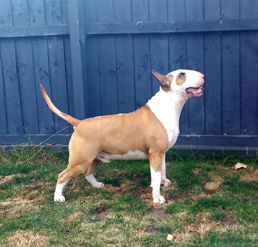 Bull Terrier dogs for stud: English Bull Terrier STUD dog - Image 12