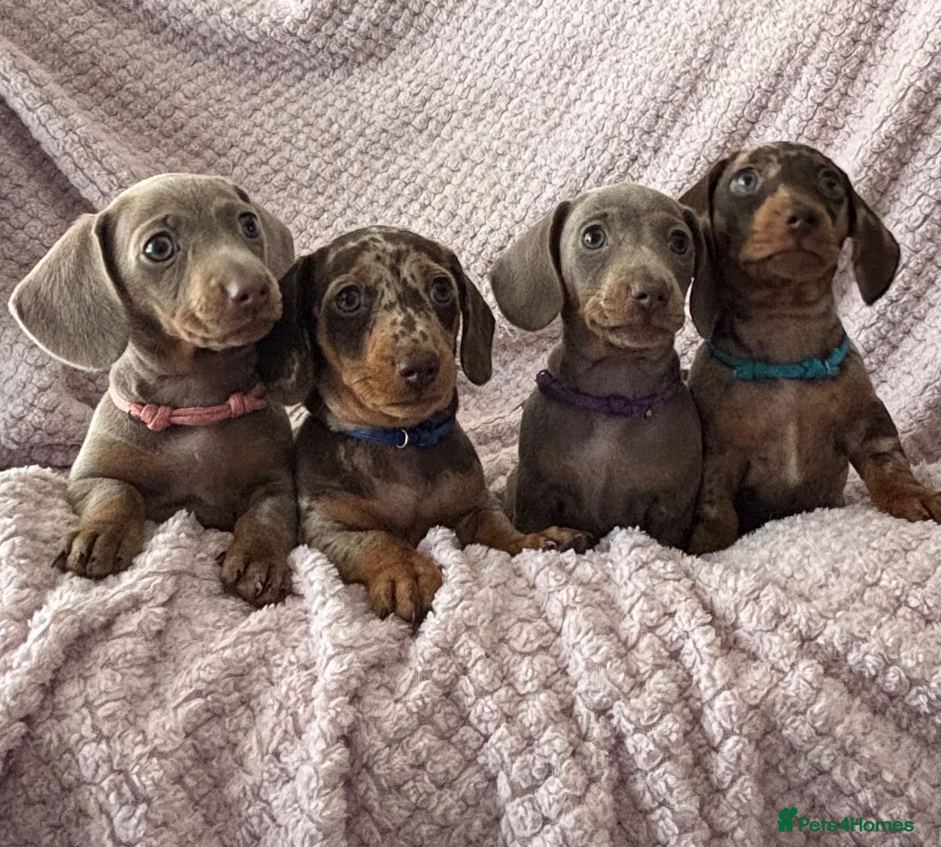 Miniature Dachshund dogs Miniature Dachshunds Smooth Haired KC Registered. - Advert 1