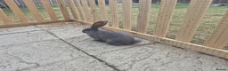Continental Giant rabbits for sale: Baby giant continental rabbits  - Advert 5