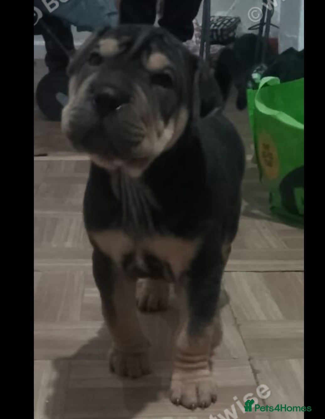 Shar Pei dogs Rare chocolate and tan brush coat girl shar pei - Advert 3