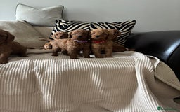 Labradoodle dogs for sale: Red curly labradoodles (F1b) - Image 12