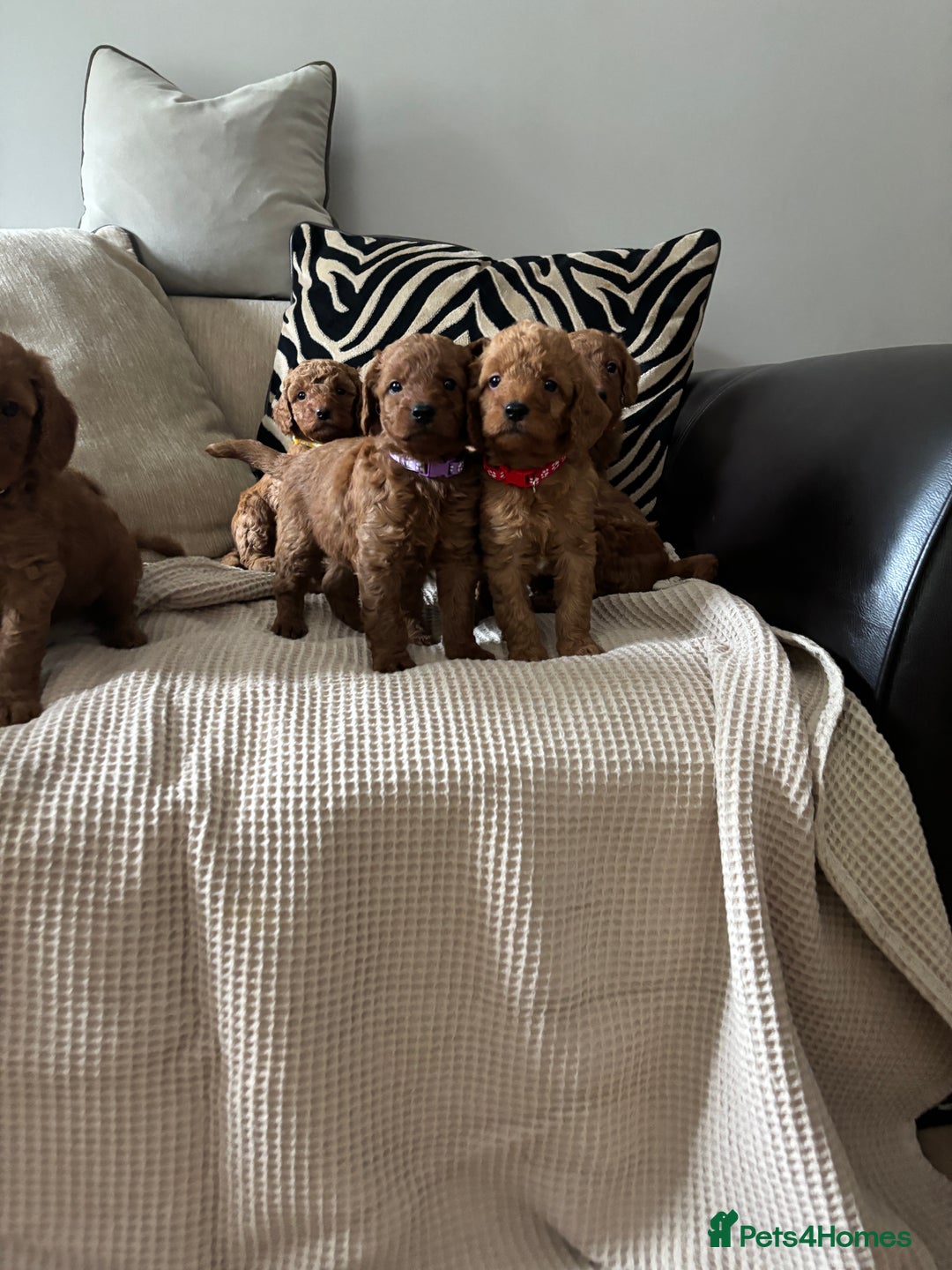 Labradoodle dogs for sale: Red curly labradoodles (F1b) - Image 12